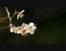 梅とウグイス