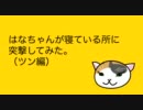 はなちゃんが寝ている所に突撃してみた。（ツン編）