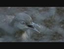 工事現場の音を真似る鳥