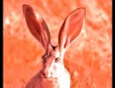 ヴェイパーライズドうさぎ