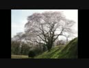 【はたらくくるま】でお花見ツーリング