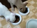 子猫のマロンとミルク えっ？ まぢ…ゴハンでしか？
