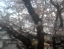 【嵐電】北野線　宇多野～鳴滝　桜のトンネル