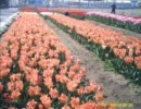 六甲アイランドチューリップ祭りに行って来た映像をＵＰしてみた