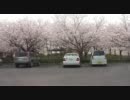 【車載】近所で桜が咲いたので【テスト】