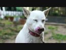 【α55】実家の犬で動画テスト撮影