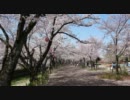 五条川の桜並木を走ってみた