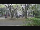 【花見？】チルノのパーフェクトさんすう教室【踊ってみた】