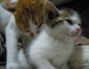 先住猫と子猫-出会い編-