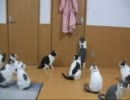 暇を持てあました猫達の遊び