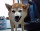 柴犬りょうの「わぉ～～ん」（１１年4月１３日）