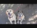 2011/04/13 福島原発 保護犬の様子 と 真夜中の、故郷を想う悲しき遠吠え