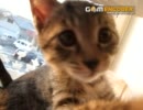 小鳥遊にゃんズ◆まど☆ギワ ハヤト君編