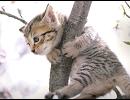 Tora - Flame And Fire (Mark Farina Remix)