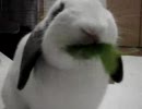 モグモグ大葉を食べるウサギ