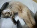 ぁるとすやすや動画　その7