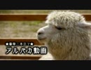 【豪華二本立て】アルパカ動画
