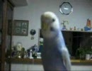 インコを呼んでみた