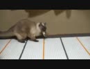 14歳のおばあちゃん猫が頑張ります。