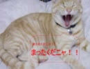 ねこたん家のムフフな日常「トランプで遊ぼう！」（逆光修正版）