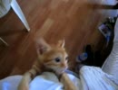 YOUTUBEより輸入　空腹のあまり切れる子猫