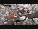 東京の桜 (2011,4,10)