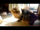 [49]猫三兄弟 長男 かぐら編[69]