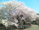 桜の花咲く頃 / furani