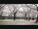 ハトもビックリ＾＾；、スッゴ～～イ桜吹雪！！！