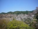 2011年4月14日の吉野山　千本桜