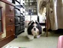 シーズーですよ