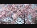 らり太のブラリ珍独り旅 ～城山湖・津久井湖巡礼(春)～ 2of9