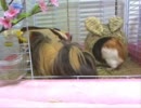 モルモットに花見をさせようと思ったがダメだった
