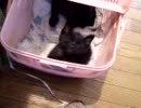 子猫が眠くなっていく動画１