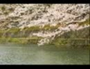 【歌ってみた】　桜　竹部太輔