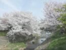 【高音質】そうだ、桜を見に行こう