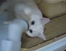 掃除機にじゃれつく猫