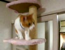 猫釣り(フライフィッシング編)