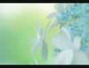 紫陽花と雨の狂想曲　森山直太朗