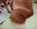 柴犬いちご　しっぽお触り♪