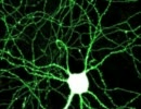 【オリジナル】neural【テクノ】