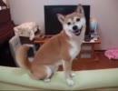 柴犬ひかりといちご　お得意芸
