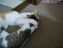 先住猫と子猫-弟を溺愛するお兄ちゃん　その2-