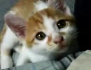 甘えん坊の子猫がやってきた－なでて欲しいのにゃー！－