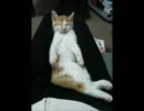 子猫ミーの記録