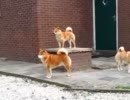 柴犬ワンダーランド