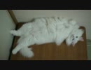 ノル3匹 #299「くつろぐモフモフ猫」