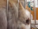 broken tortoise shell　男の子