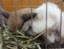 Cony　の　Baby たち