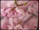 rain stops, good-bye 歌ってみた